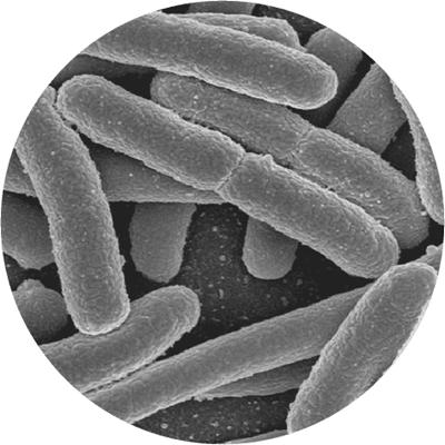 Acidophilus under microscope